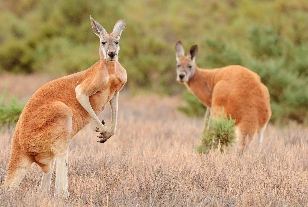 Картинки по запросу кенгуру